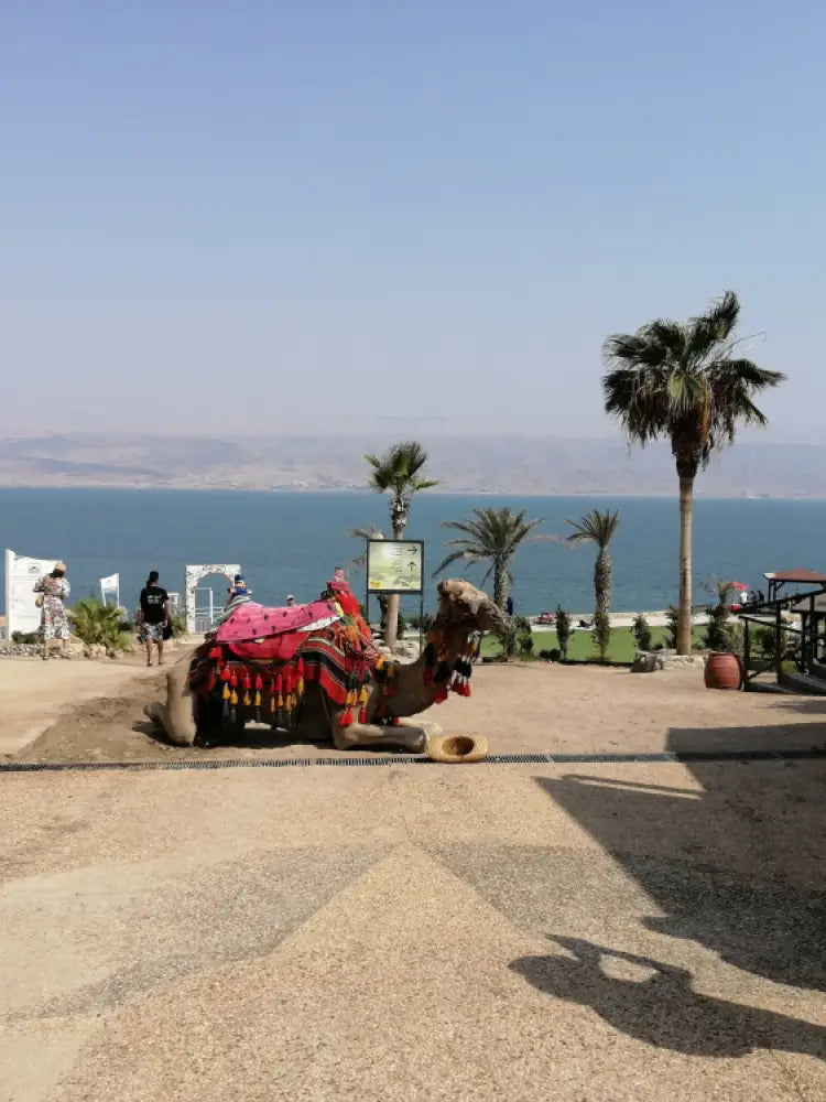 Dead Sea Trip Israel from Jerusalem and Tel Aviv Camel Holy Land Tour