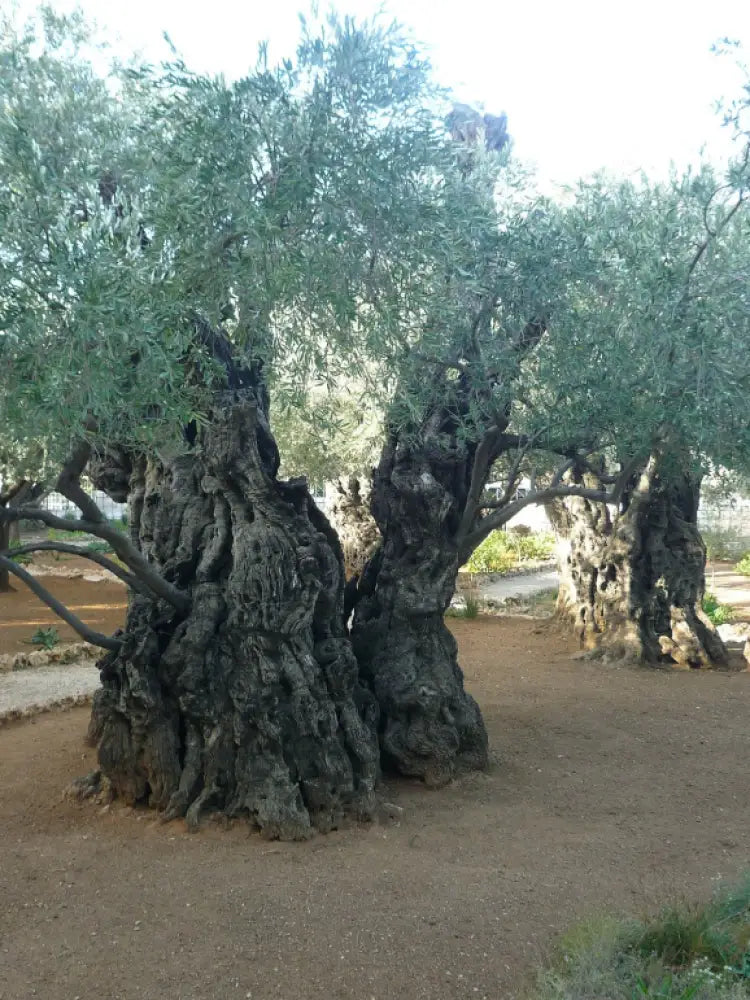 Garden of Gethsemane Private tour with guide from Haifa or Tel Aviv