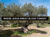 The Garden of Gethsemane in Jerusalem 2026: What Happened Here, What You'll See, and Why No Pilgrim Should Skip It