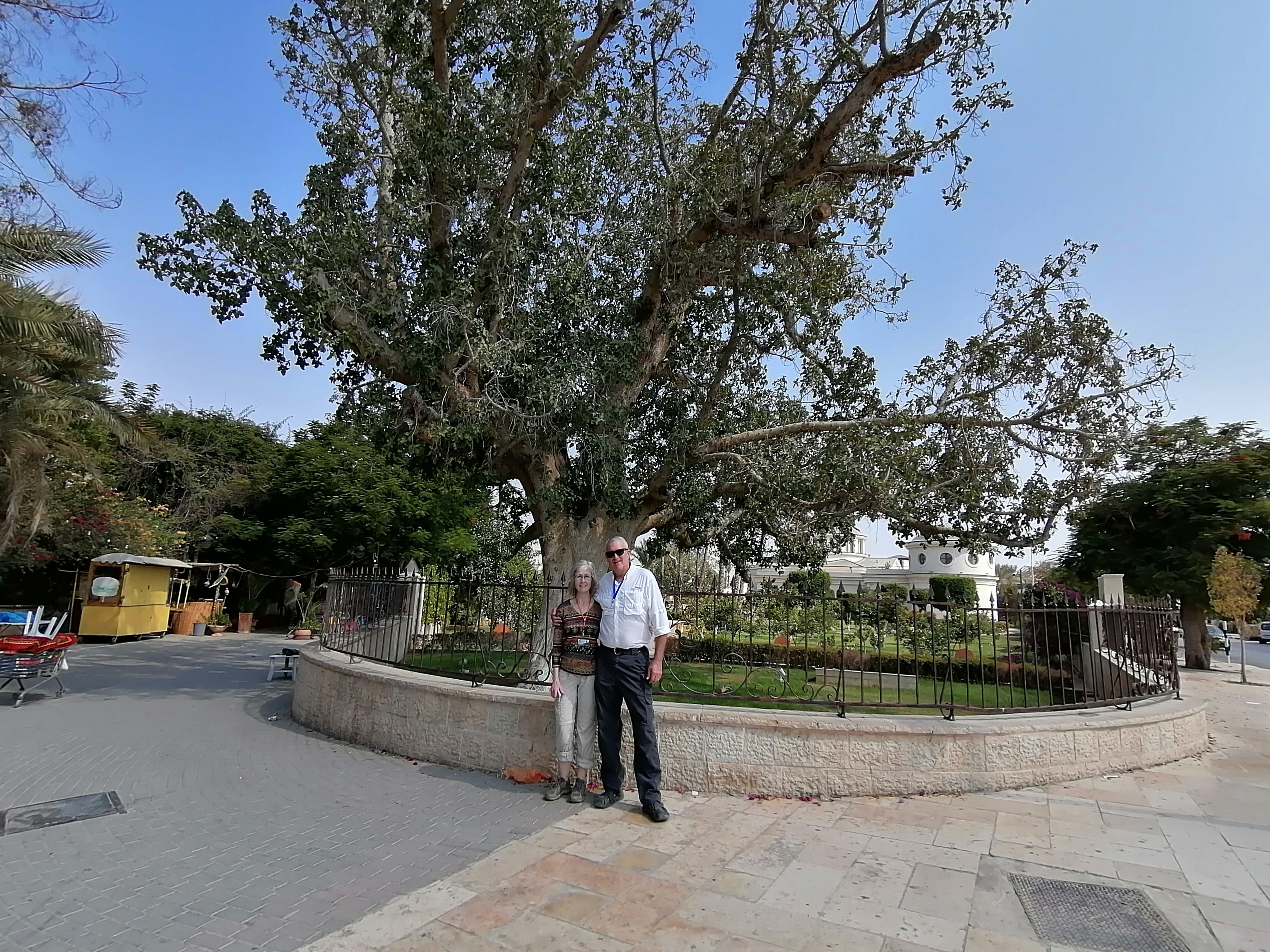 Zacchaeus tree the sycamore tree in Jericho private tour