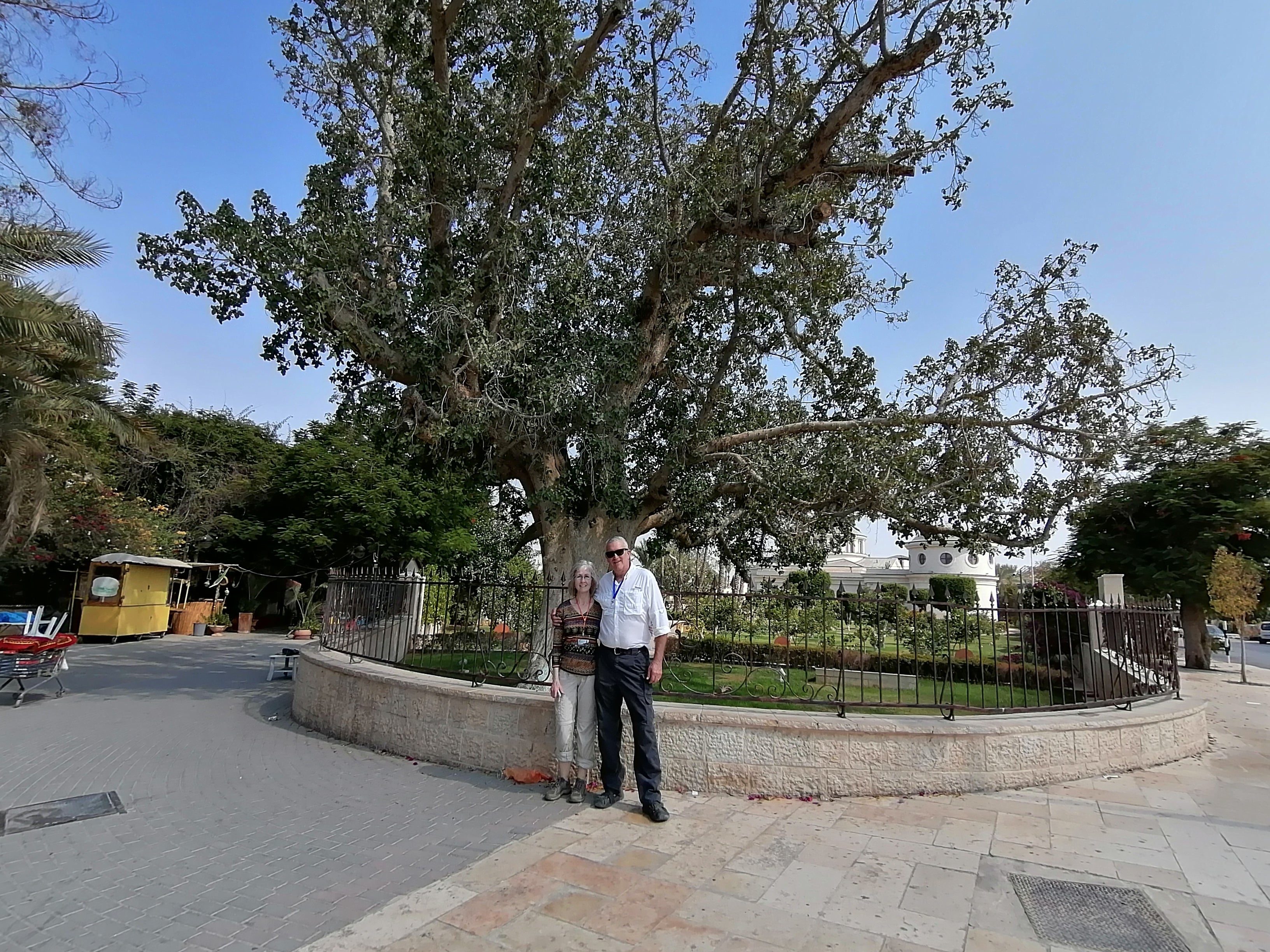 Bible Sycamore Tree in Jericho Israel Trip - Tour from Jerusalem and Tel Aviv