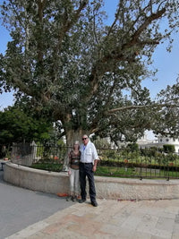 Zacchaeus tree the sycamore tree in Jericho private tour