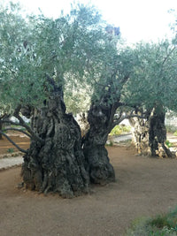 Garden of Gethsemane Private tour with guide from Haifa or Tel Aviv 