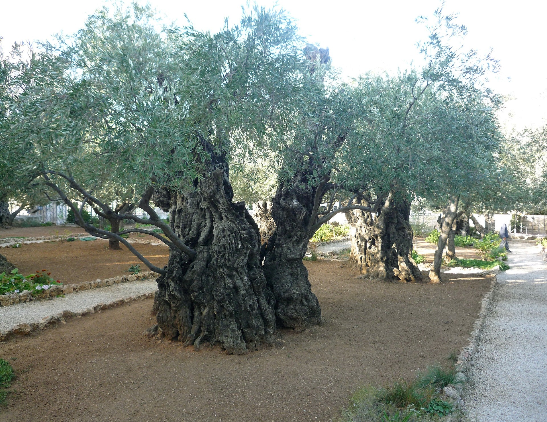 Garden of Gethsemane Private tour with guide from Haifa or Tel Aviv 